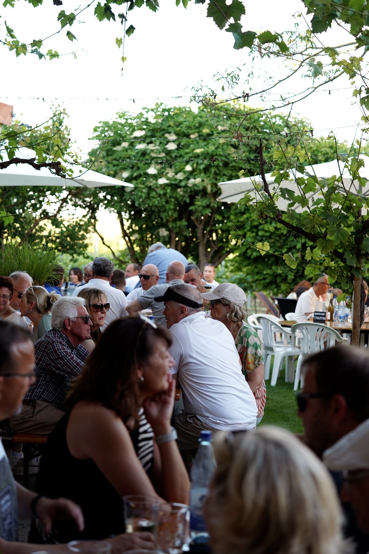 Jubiläum: 50 Jahre Weingut Koob